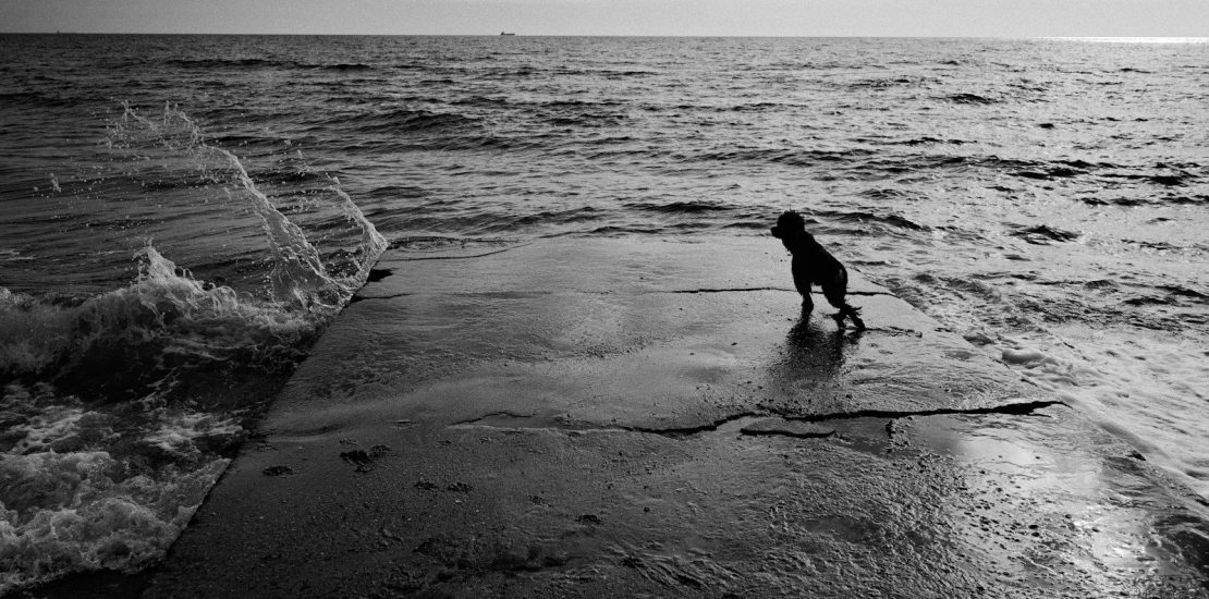 Dog stares at waves on a pier.