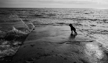 Dog stares at waves on a pier.